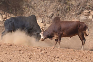 नुवाकोटमा ४७ र धादिङमा १८ हल गोरु जुधाइँदै