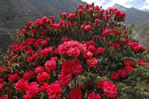 जलवायु परिवर्तनका कारण माघ महीनामै लालीगुराँस फुल्यो