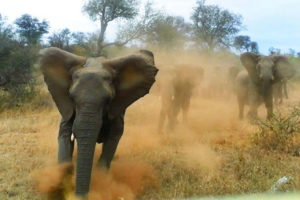 ईलामको चुलाचुलीमा पस्यो जंगली हात्ती