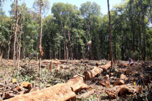 विमानस्थल सञ्चालन गर्न काटिएका चार सय रुख अलपत्र