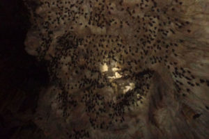 पदयात्रा पर्यटनसँग जोडिएको मिलेनियम गुफा