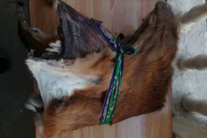 संखुवासभामा मृगको छालासहित एक जना पक्राउ