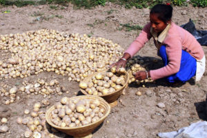 स्थानीय जातको आलुको माग उच्च