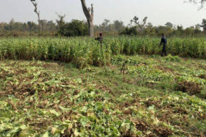 प्रहरीद्वारा एकलाख अफिमका बिरुवा नष्ट