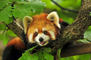 ताप्लेजुङमा रेडपाण्डा अनुसन्धान केन्द्र बन्दै