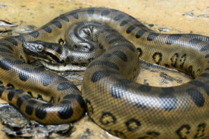 झापामा माछा खोज्दा अजिङ्गर फेला