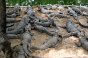 घडियाल गोहीको संरक्षणमा चुनौती