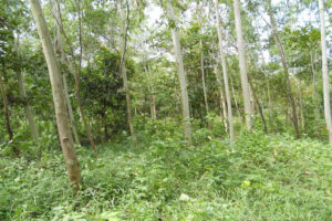 भोजपुरमा वन अतिक्रमणमा वृद्धि