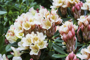 म्याग्दीमा दुर्लभ ‘लोन्डेसी’ गुराँस भेटियो