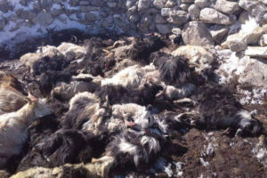 चिसोले ३८ भेडाबाख्रा मरे