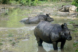 भारत पुगेका तीन गैँडा अझै ल्याइएन