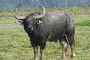 सुनसरीमा अर्नाको आक्रमणबाट एक घाइते