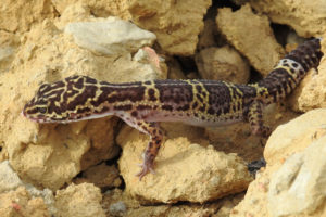 सरिसृपको नयाँ प्रजाति ‘बाघे माउसुली’ भेटियो