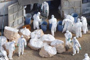 काठमाडौँमा बर्डफ्लु