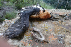 इलाममा एक वर्षमा आठ गिद्ध मृत भेटिए, संरक्षणको माग