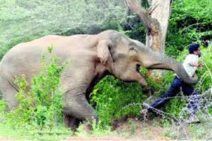 झापामा हात्तीको आक्रमणले एकको मृत्यु