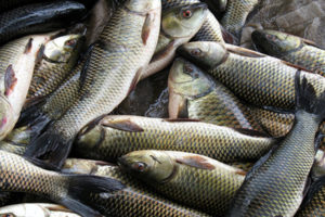 बागमतीमा माछा पाउन छाडेपछि रहनसहन मै परिवर्तन