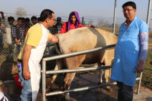 गाईमा भ्रुण प्रत्यारोपण