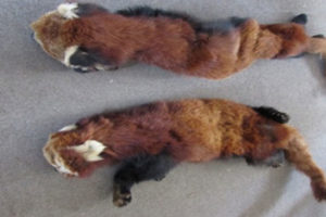 भोजपुरमा हतियार र रातो हाब्रेको छाला बरामद