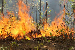 उदयपुरका विभिन्न सामुदायिक वनमा आगलागी