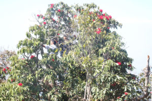 रेसुङ्गा वनमा फुलेको लालीगुराँसले पर्यटकलाई लोभ्याउँदै