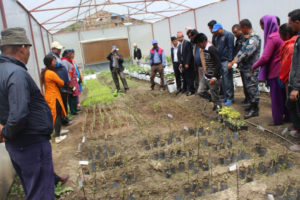 गुणस्तरीयताका लागि हाइटेक स्याउ नर्सरी