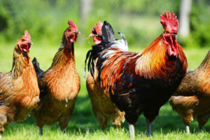 लोकल कुखुरामा भेटियो बर्डफ्लू