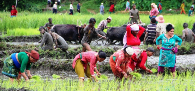 कोशीमा ३१.४९ प्रतिशत धान रोपाइँ