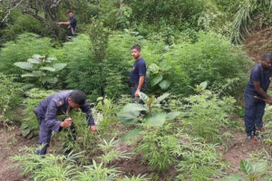 धनकुटामा एकै दिन १९ हजार बोट गाँजा फडानी