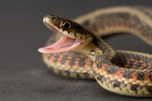 सुनसरीमा बिषालु सर्पको डसाईबाट २ जनाको मृत्यु