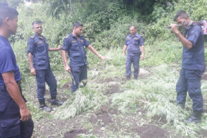 धनकुटाको सहिदभूमीमा गाँजा फडानी