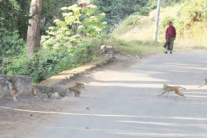 धनकुटामा बाँदर आतंक