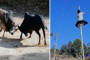 पाख्रीवासको गोरु जुधाई प्रतियोगितामा ‘सानो भाई’ बिजयी, दावाले जिते पोल चढाईको उपाधि