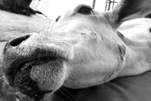 सुनसरीको भुटाहामा गाई काट्ने दुई जना पक्राउ