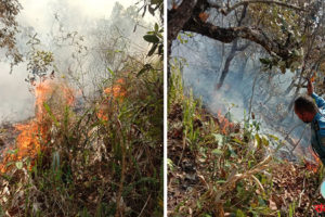 भेडेटारको पाथिभरा बनमा भीषण डढेलो