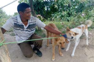 धनकुटाको पाख्रीवासका १५ सय कुकुर बिरालोलाई खोप लगाइने