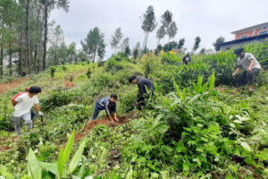 मौनाबुधुकमा अनेरास्ववियूले गर्यो बृक्षारोपण