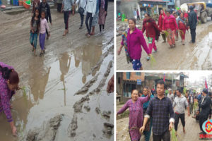 हिले बजारको सडक हिलाम्मे, स्थानीयले सडकमै रोपे धान (फोटो फिचरसहित)