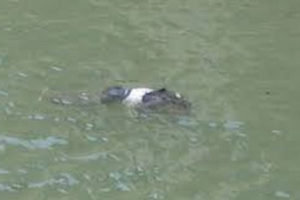 पोखरीमा भेटियो तीन बालकको शव