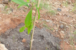 सहिदभूमिको बाँझो जमिनमा बृक्षरोपण अभियान