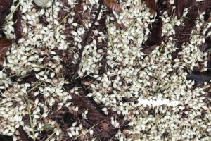 भोजपुरमा रुद्राक्षको फल नलाग्दै फूल झर्न थालेपछि किसान चिन्तित