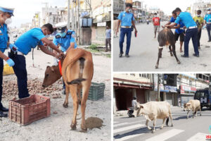 बिराटनगरको सडकमा छोडिएका गाईबस्तुलाई टल्किने स्टीकरको माला लगाउँदै ट्राफिक प्रहरी