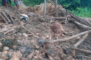 धनकुटाको चानुवामा गोठ भत्किएर किच्दा मरे पाँच चौपाय, चार लाखको क्षति