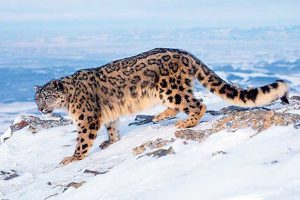 ताप्लेजुङमा हिउँचितुवा अनुसन्धान केन्द्र बन्दै