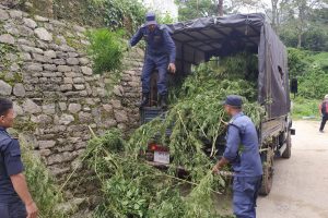 धनकुटामा प्रहरीद्वारा गाँजा फडानी