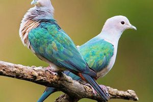 नेपालमै पहिलो पटक झापामा भेटियो ‘हरित परेवा’