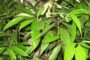 तेजपातले उचित मूल्य नपाउँदा उदयपुरका कृषक मारमा