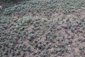 भोजपुरमा थालियो तितेपाती खेती