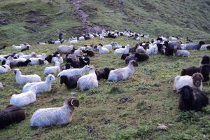 ताप्लेजुङमा जाडो छल्न बेँसी झरे भेडाका बथान