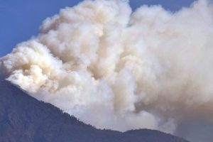 पाथीभरा क्षेत्रको जङ्गलमा लागेको डढेलोले रेडपाण्डा सङ्कटमा